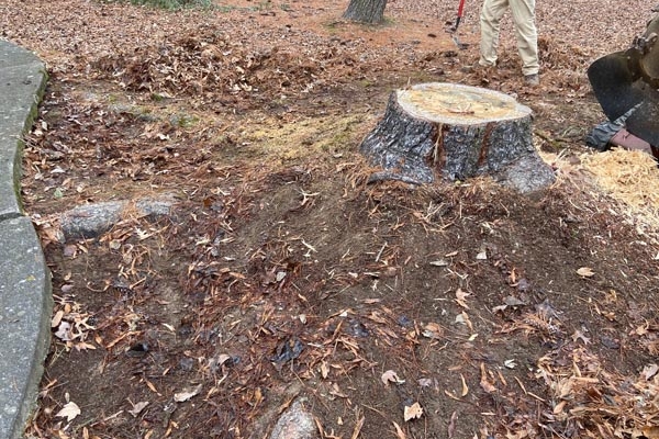 Stump Grinding Service East Tennessee
