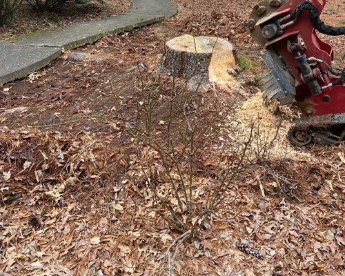 Stump Grinding Services East Tennessee